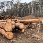 Kenya, Ethiopia Lead Africa’s Push for More Forest Finance