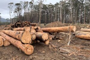 logging