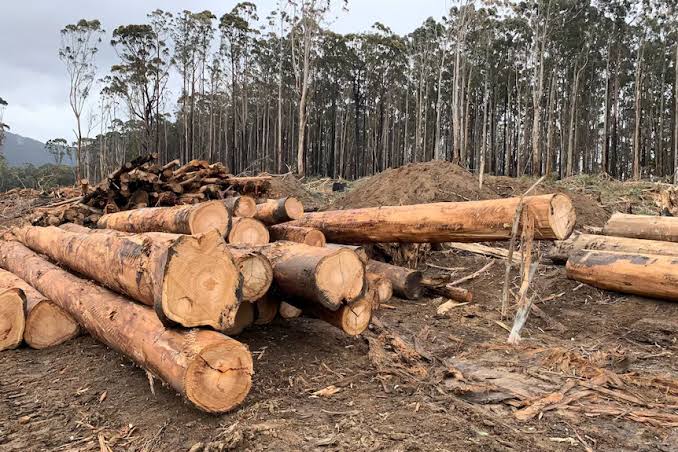 logging
